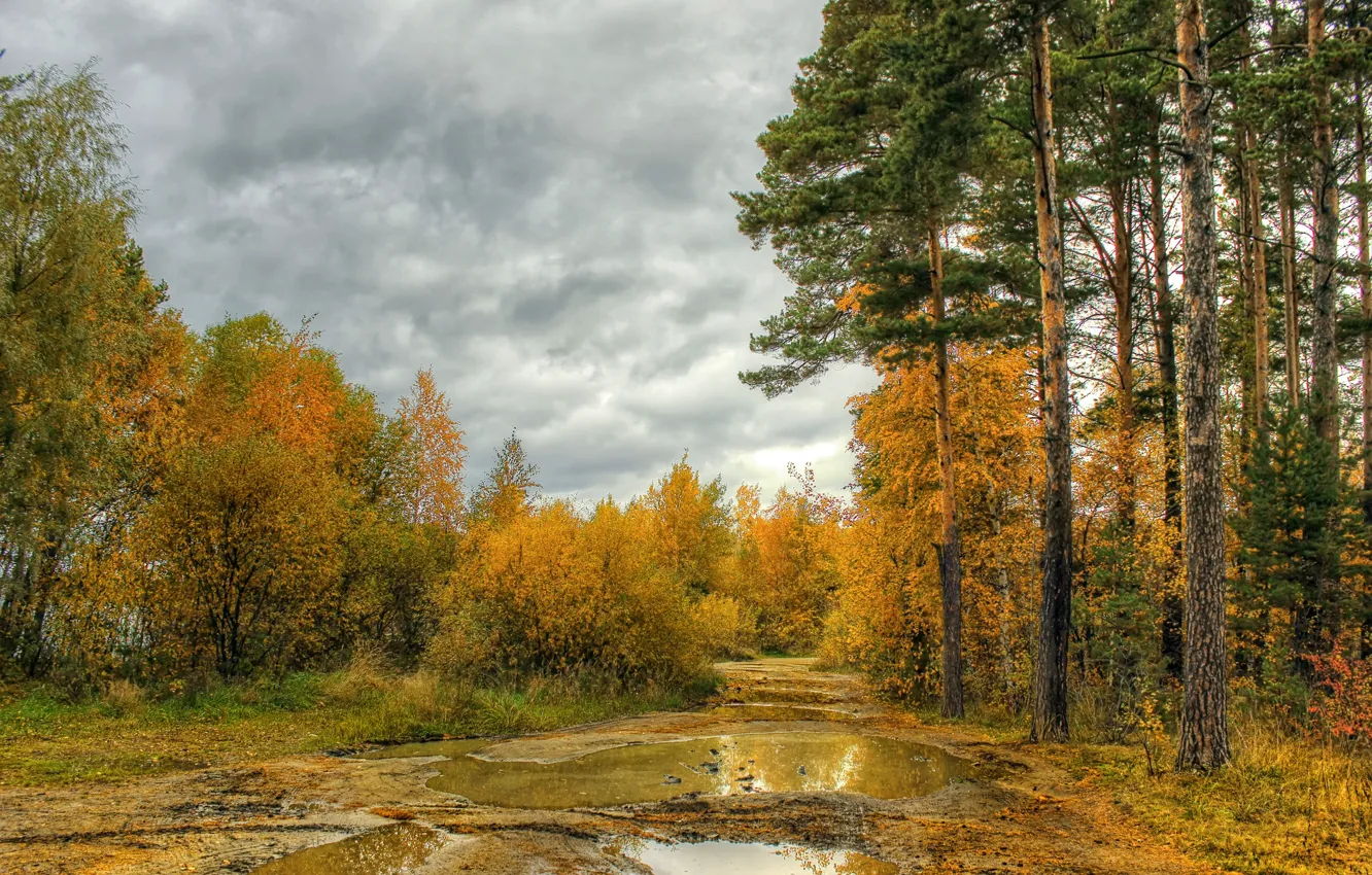 Photo wallpaper autumn, forest, the sky, trees, forest, sky, autumn
