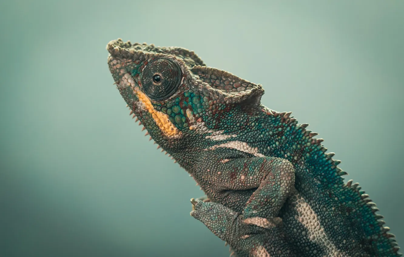 Photo wallpaper green, chameleon, wildlife