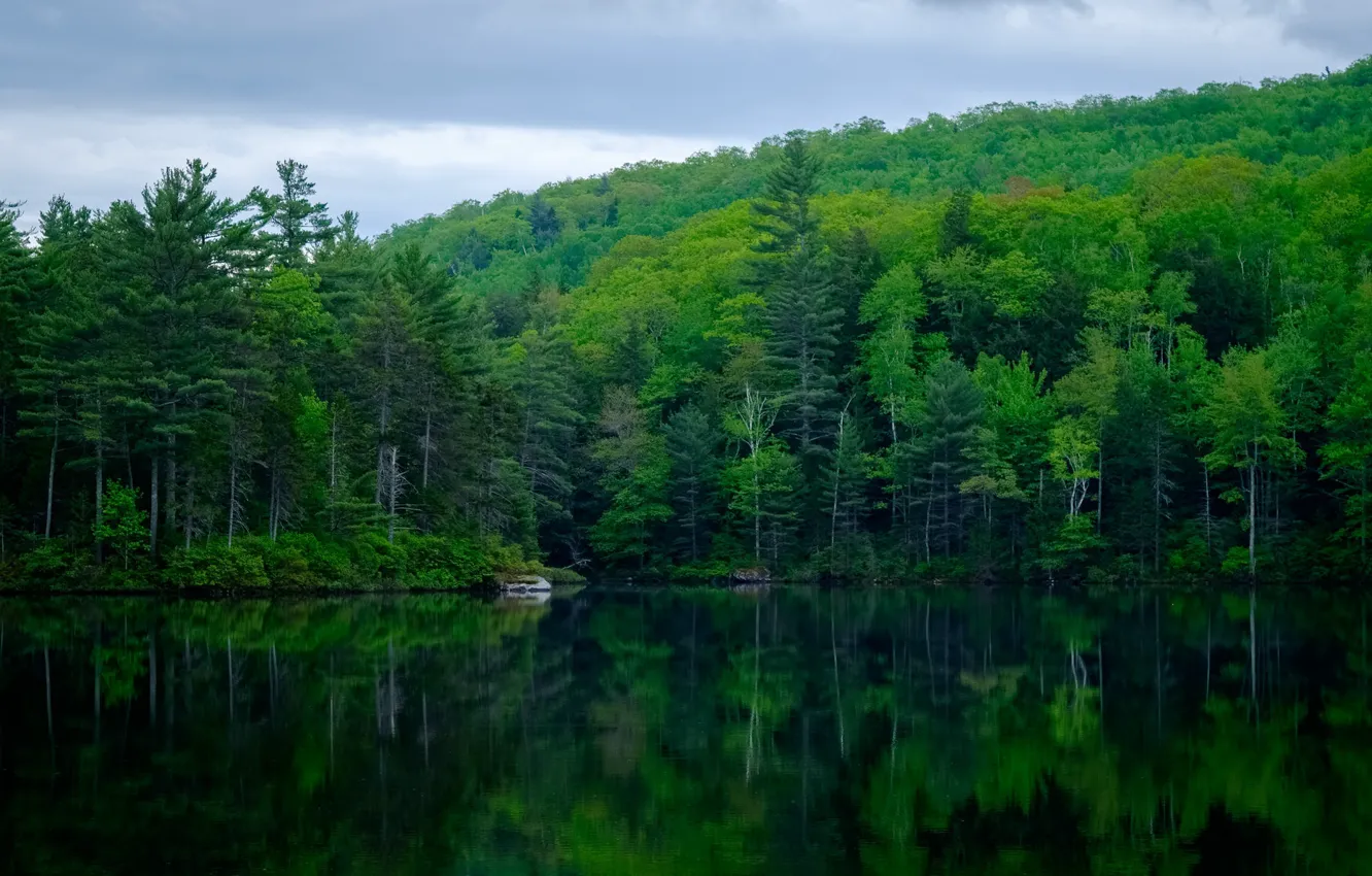 Photo wallpaper forest, trees, nature, reflection, pond
