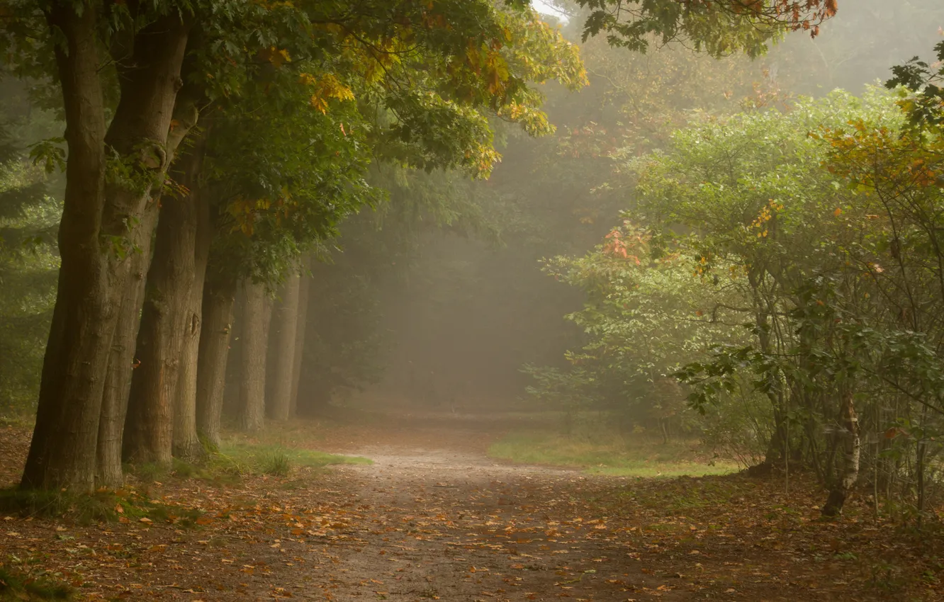 Photo wallpaper forest, trees, fog, path, shrub