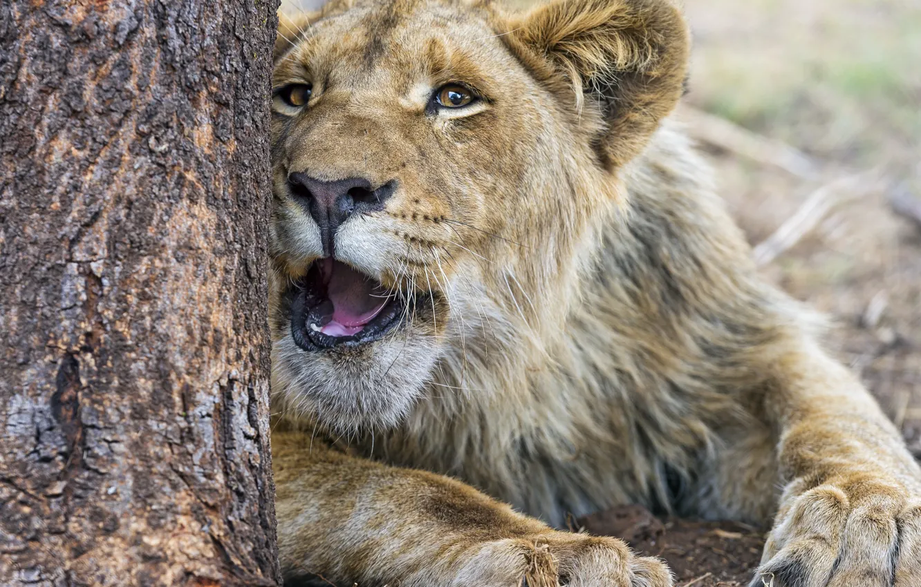 Photo wallpaper cat, face, Leo, growls, ©Tambako The Jaguar