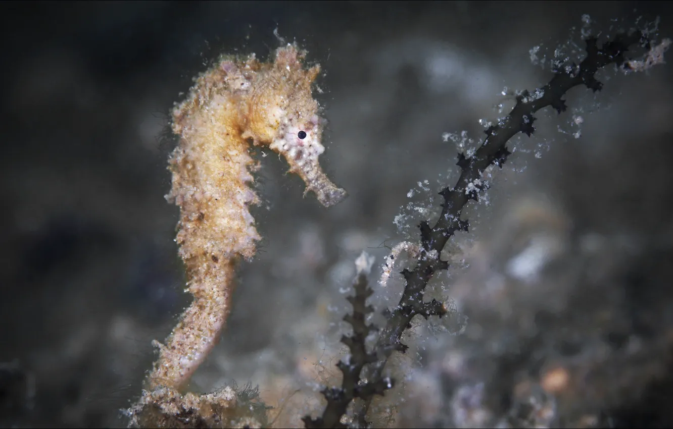 Photo wallpaper sea, look, nature, pose, underwater, animals, nature, model