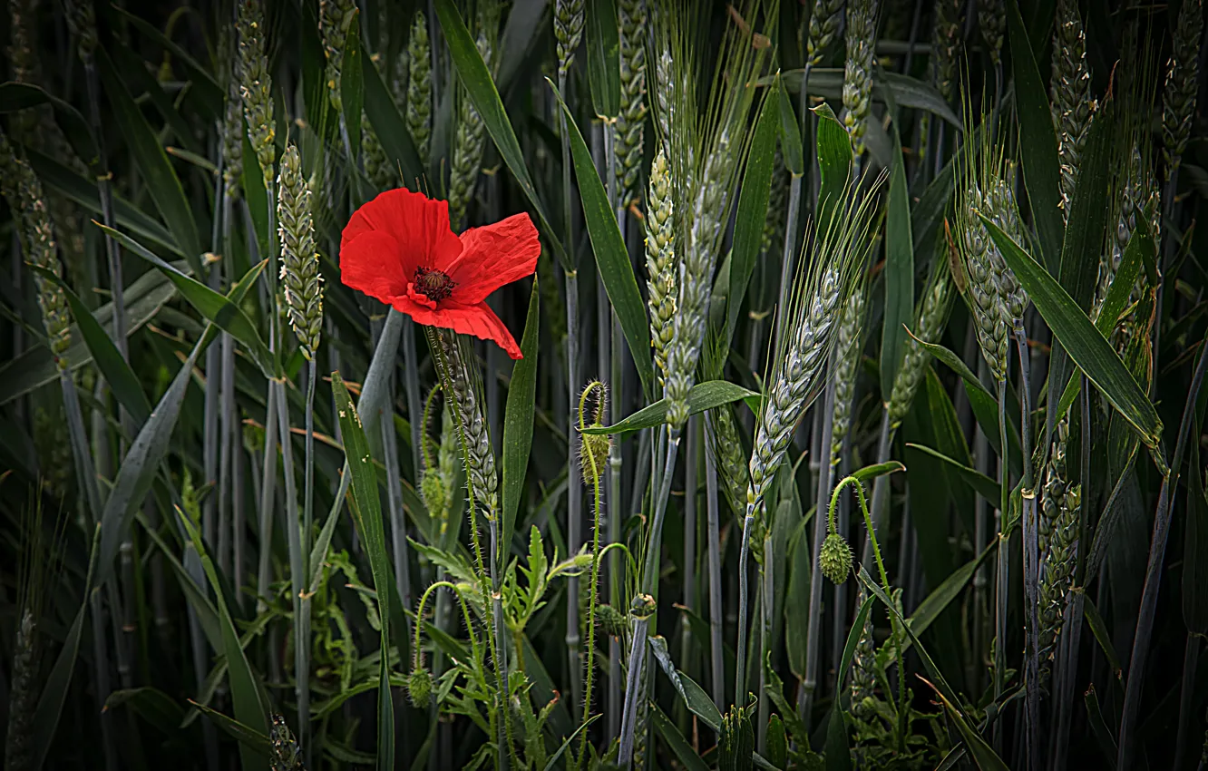 Photo wallpaper wheat, field, flower, Mac, ears