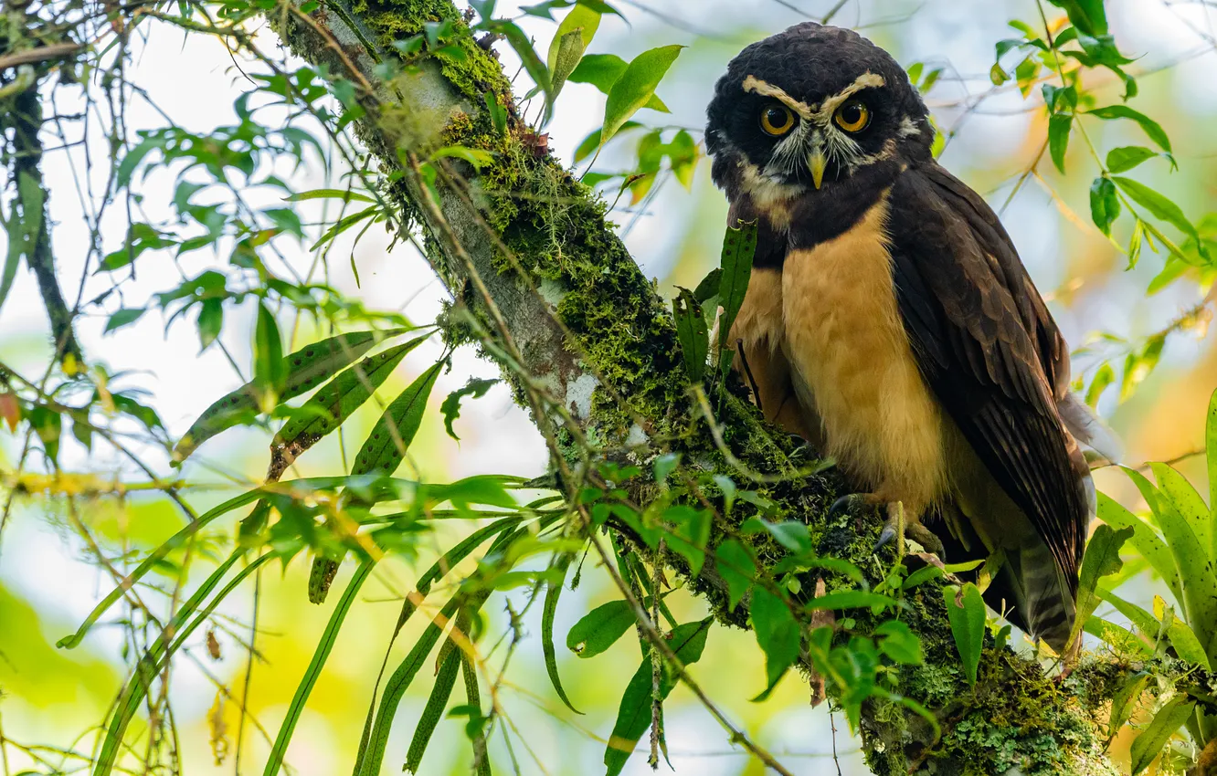 Photo wallpaper look, trees, branches, owl, bird, foliage, trunk, The spectacled owl