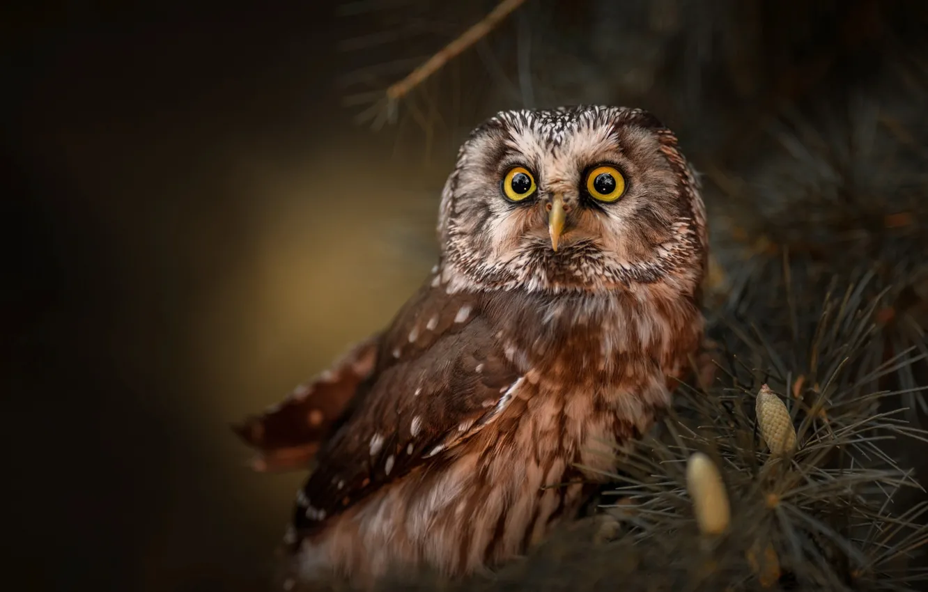 Photo wallpaper branches, owl, bird, needles, pine