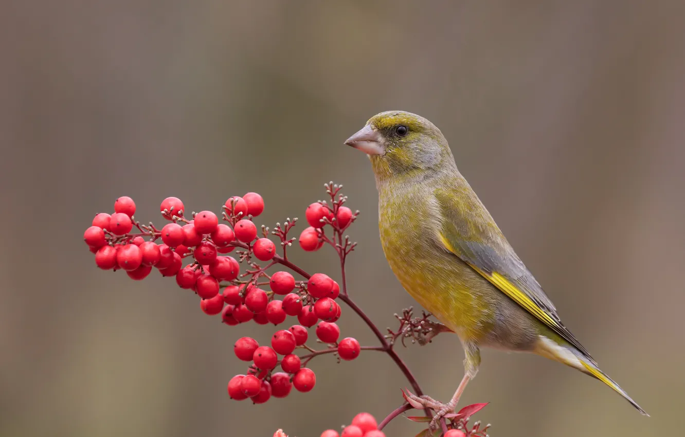 Photo wallpaper red, berries, background, bird, fruit, zelenushka, yellow-green