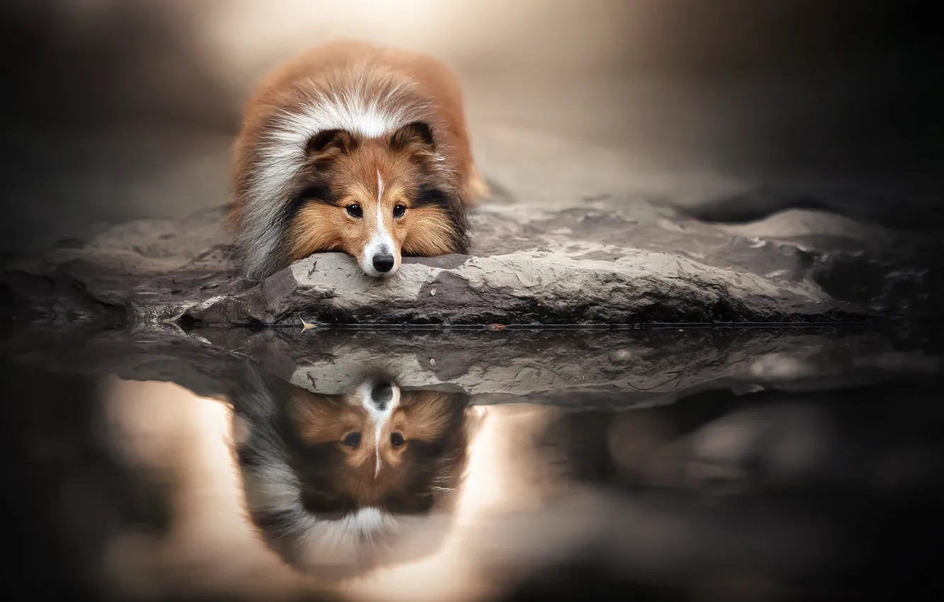 Photo wallpaper face, water, reflection, dog, Sheltie, Shetland Sheepdog
