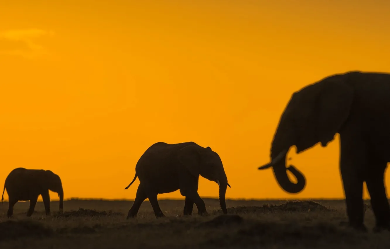 Photo wallpaper glow, Africa, elephants, the herd