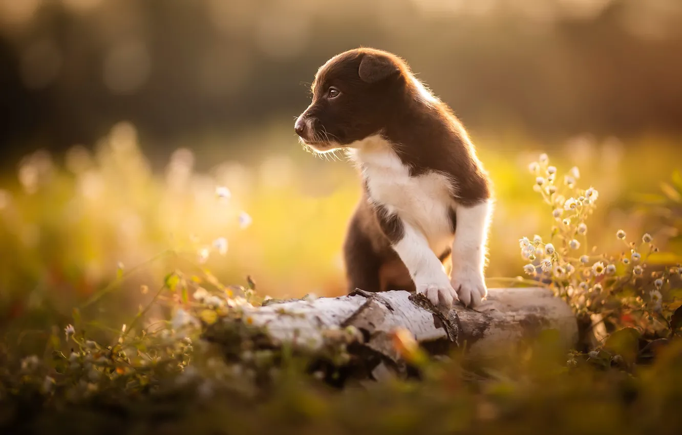 Photo wallpaper nature, dog, puppy