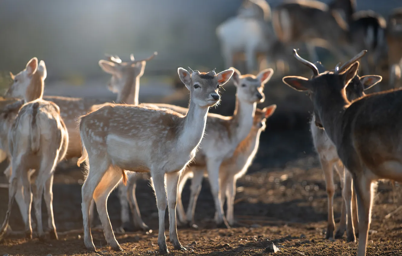 Photo wallpaper deer, the herd, Svetlana Pisareva, Spotted Deer