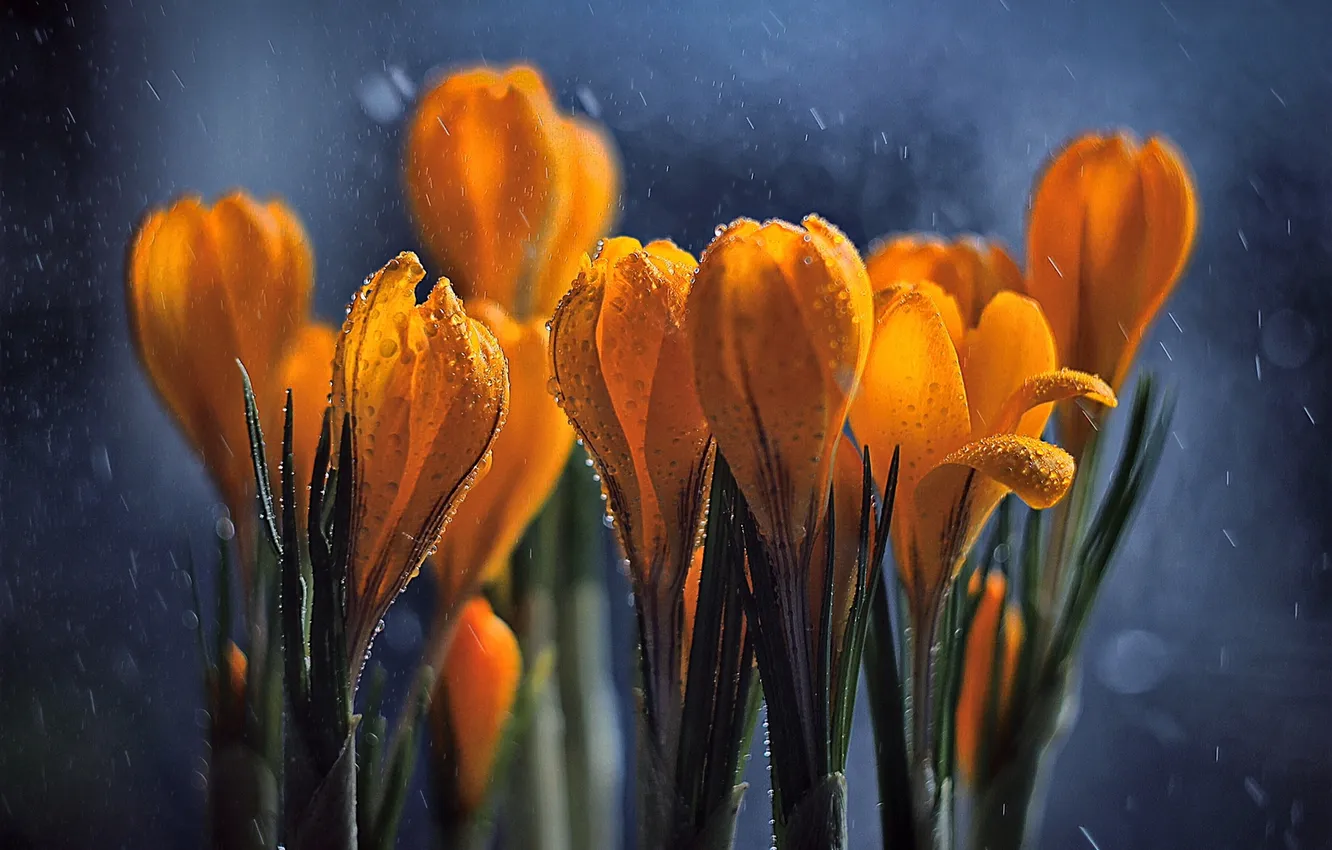 Photo wallpaper drops, light, flowers, orange, yellow, spring, crocuses, buds