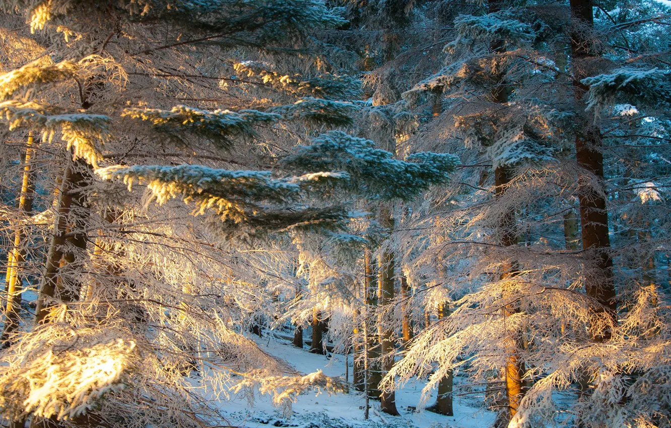 Photo wallpaper winter, forest, snow, trees, branches, nature, needles, snowy