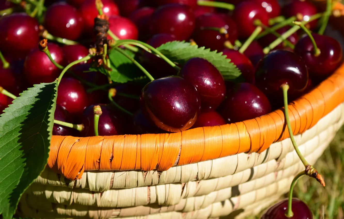 Photo wallpaper leaves, nature, cherry, lights, berries, mood, basket, Shine