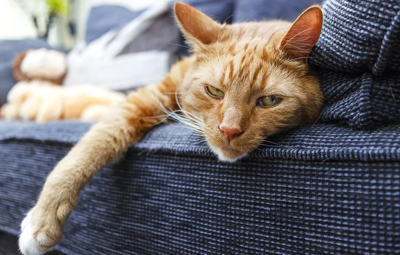 Photo wallpaper cat, cat, look, pose, red, face