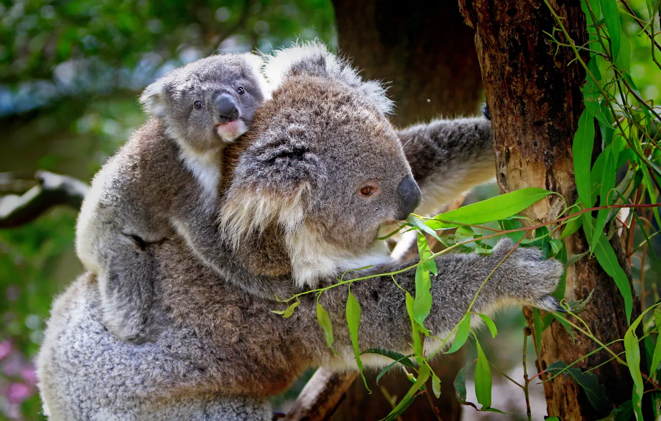 Photo wallpaper animals, leaves, trees, branches, nature, cub, Koala