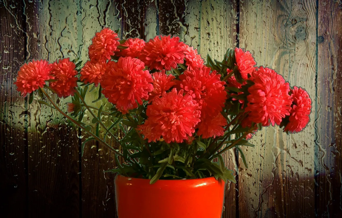 Photo wallpaper flowers, rain, bouquet, asters