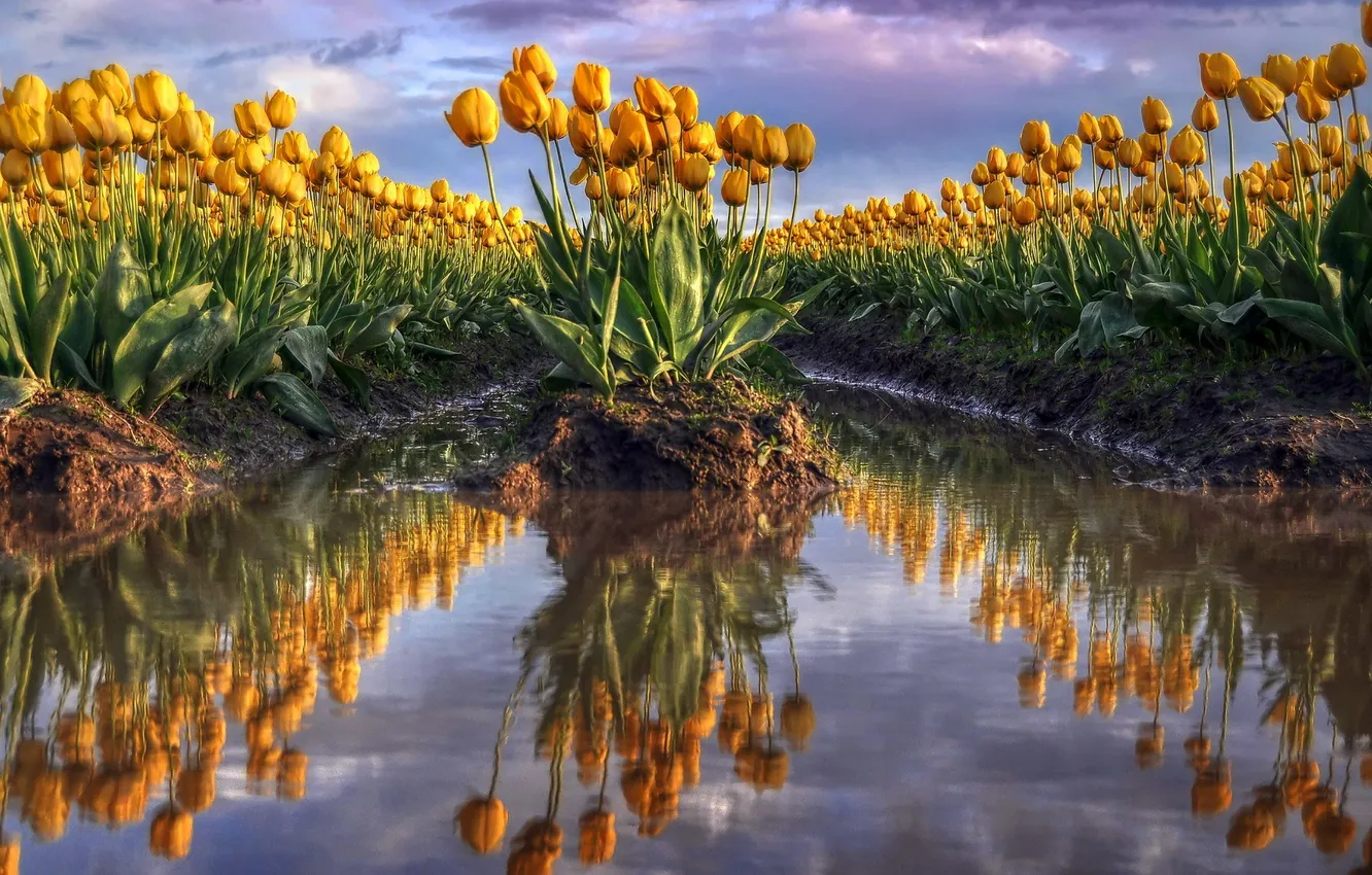 Photo wallpaper flowers, nature, tulips