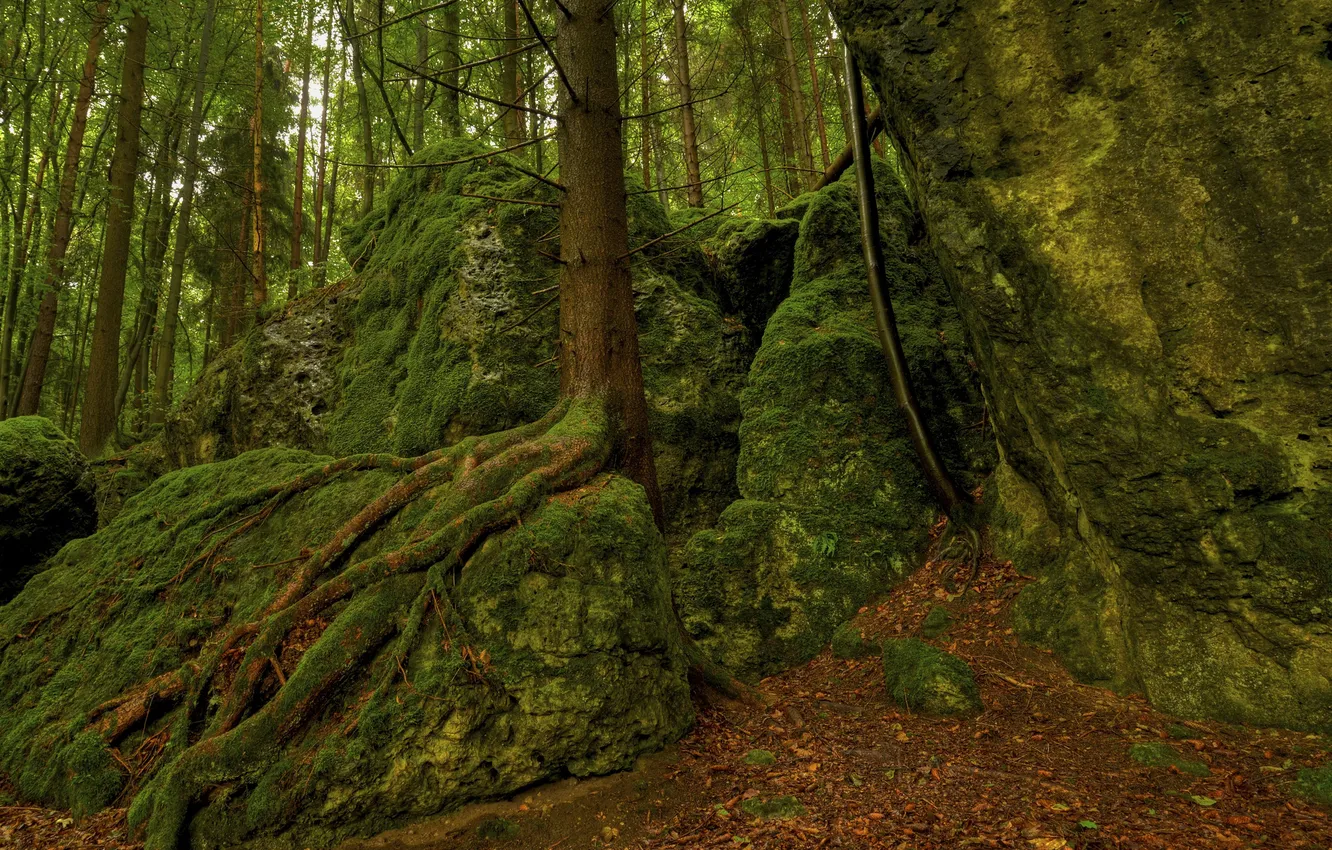 Photo wallpaper forest, trees, stones, moss