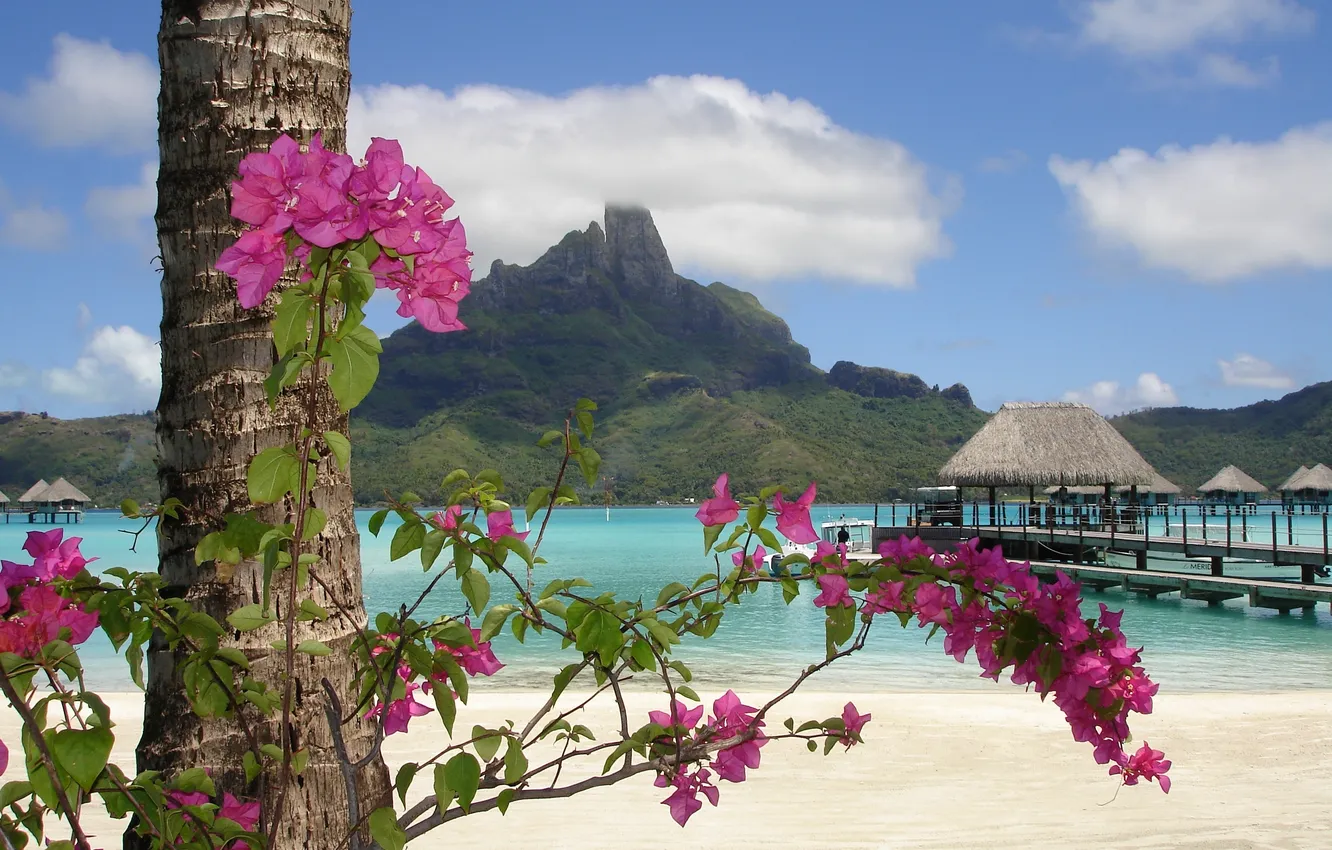 Photo wallpaper sea, summer, flowers, shore