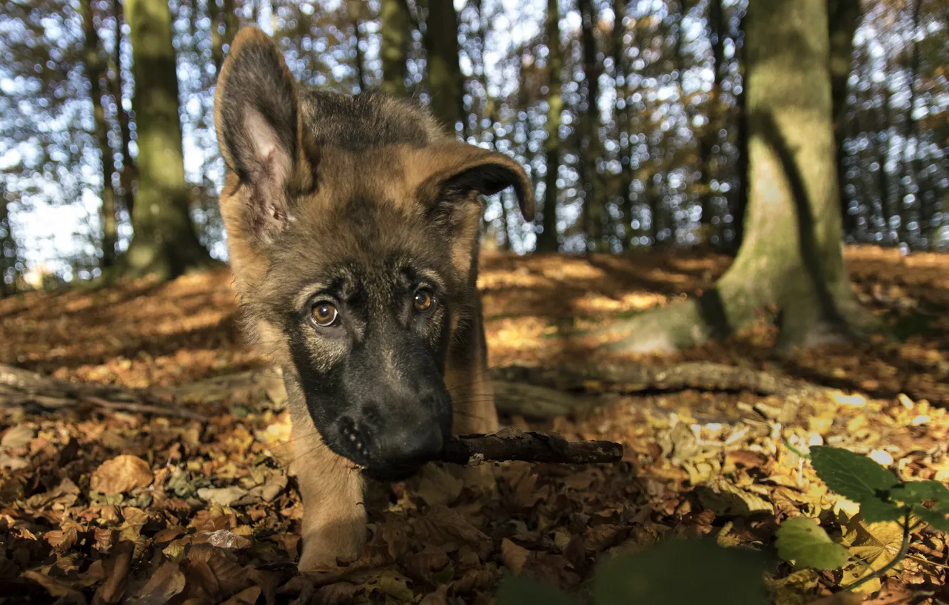 Photo wallpaper look, each, dog