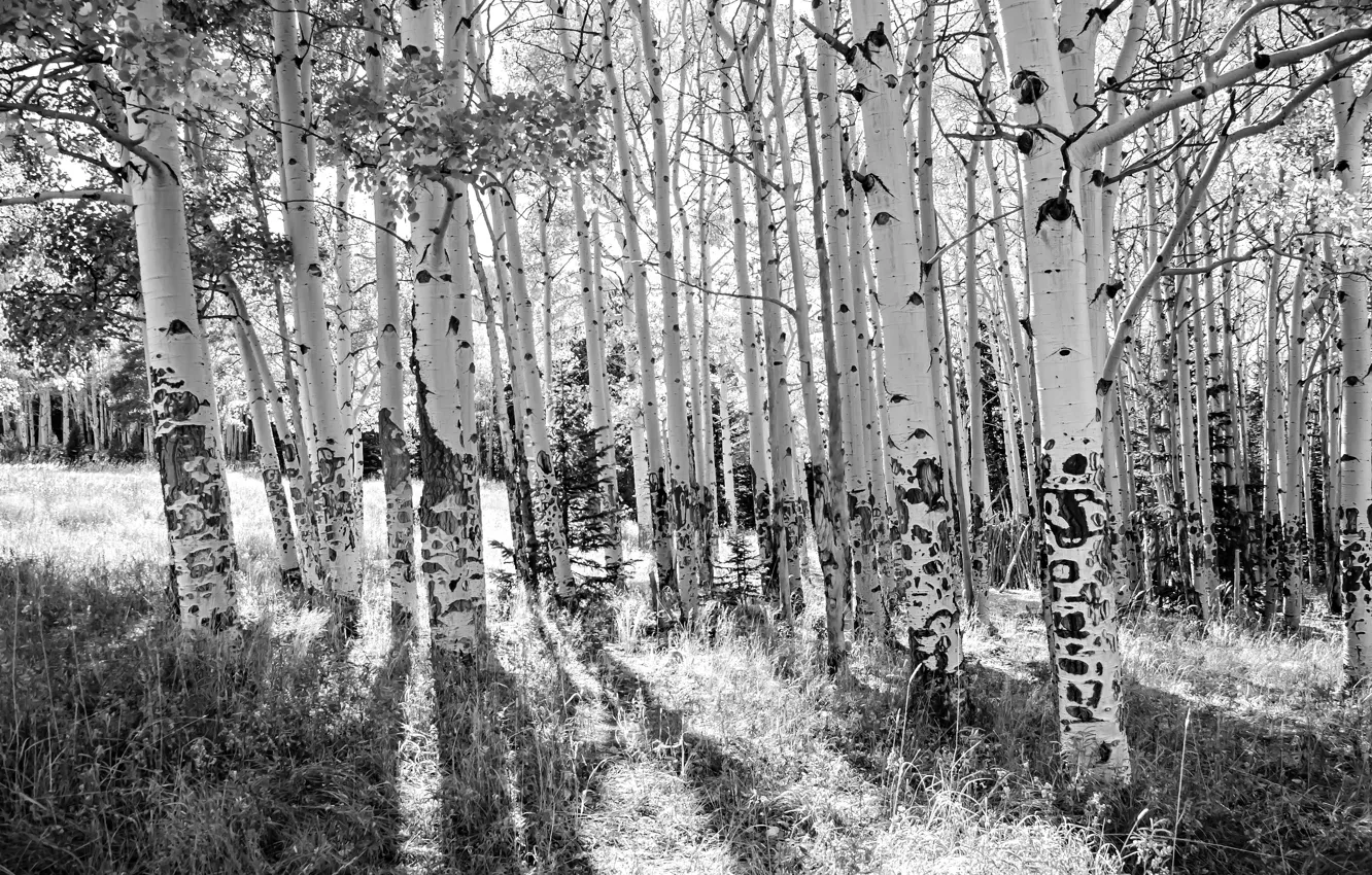 Photo wallpaper trees, birch, grove