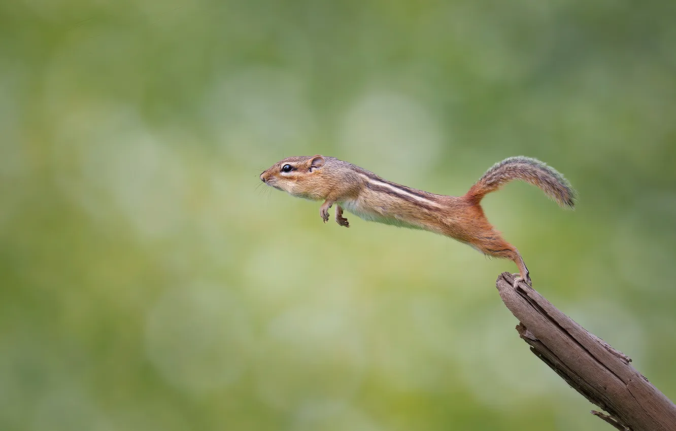 Photo wallpaper branches, pose, background, jump, Chipmunk, bitches, rodent