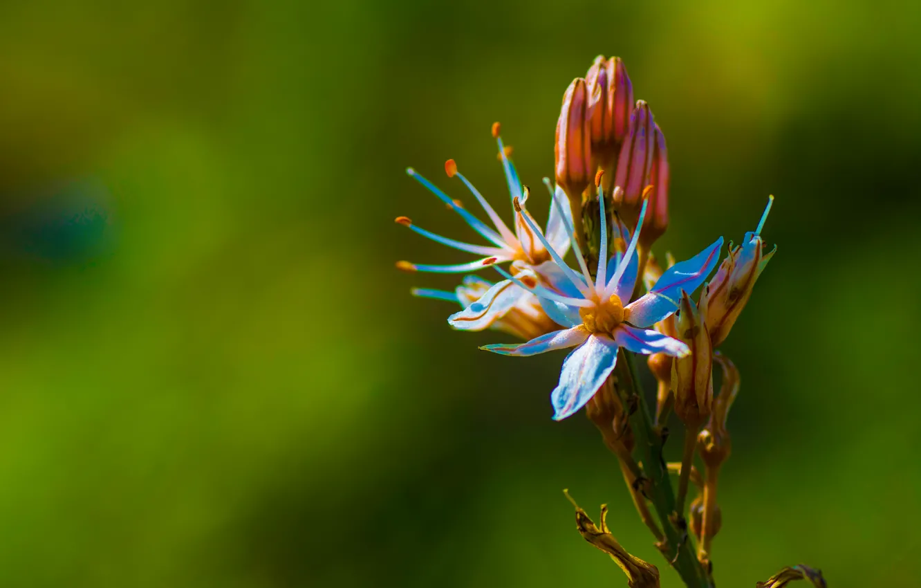 Photo wallpaper greens, macro, flowers, nature, spring, garden
