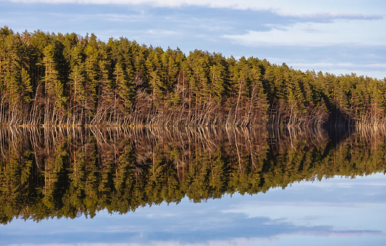 Photo wallpaper forest, water, reflection