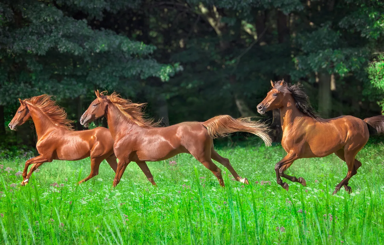 Photo wallpaper greens, summer, grass, trees, nature, Park, horse, horse
