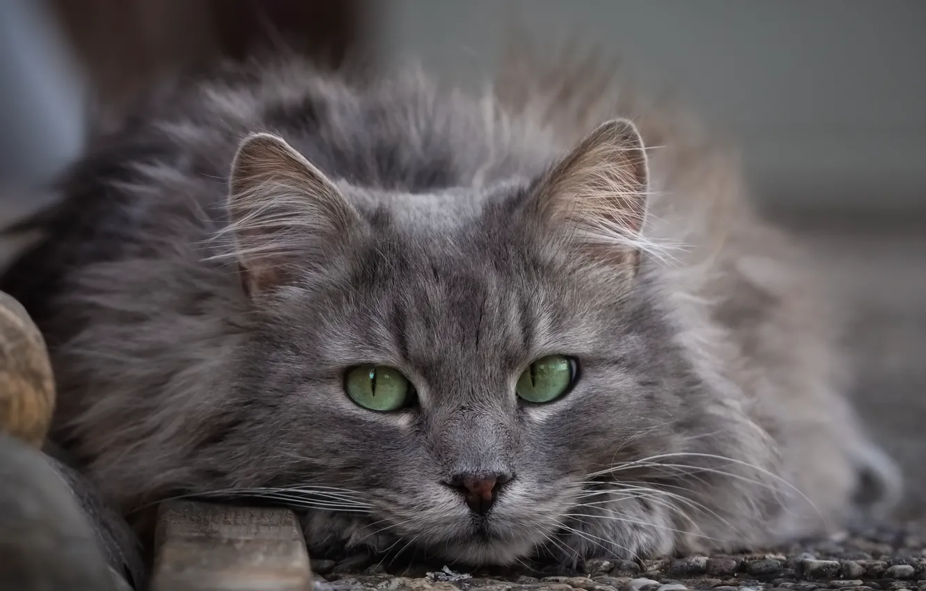 Photo wallpaper cat, look, fluffy, muzzle, green eyes, cat
