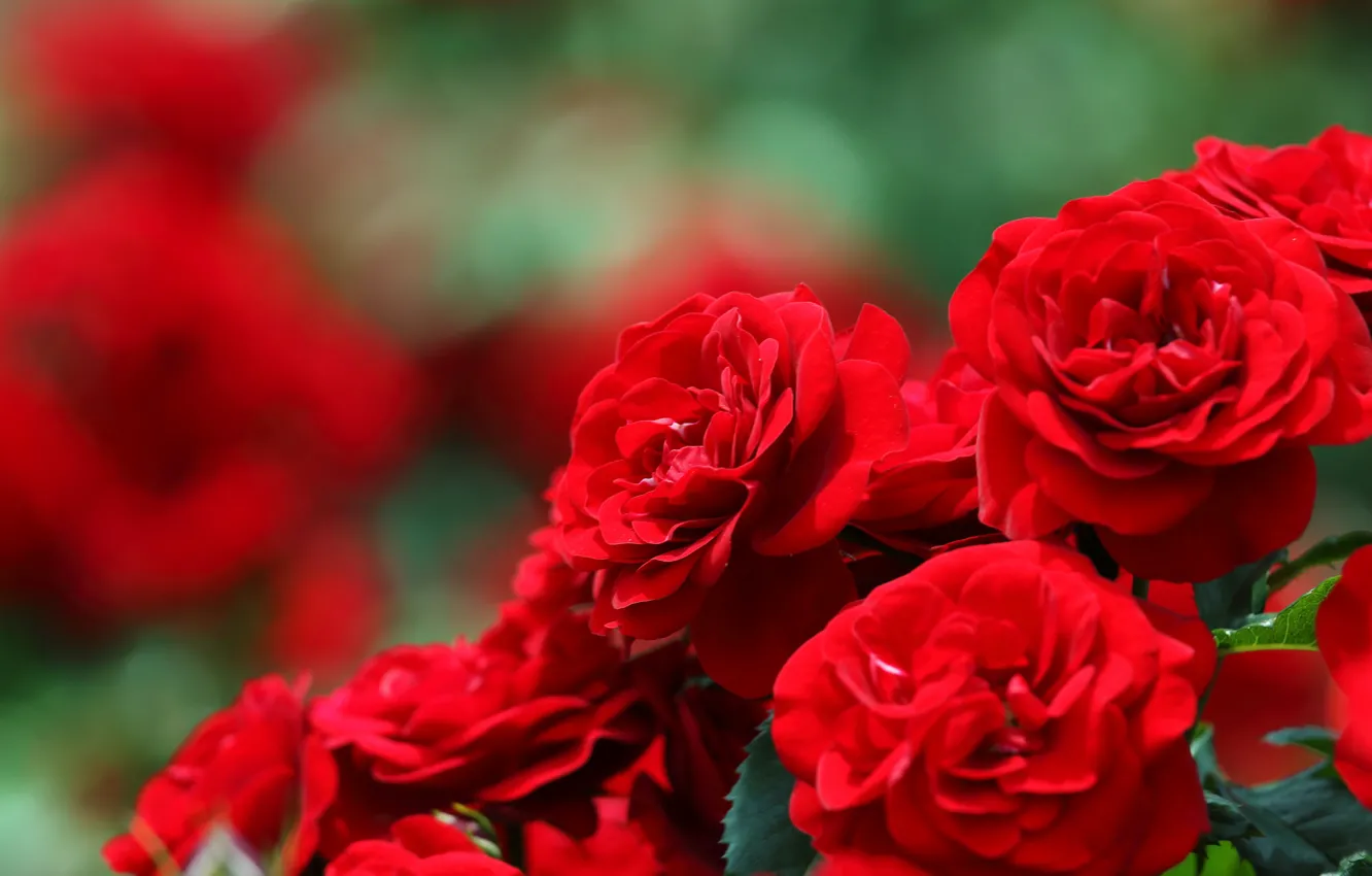 Photo wallpaper roses, blur, bokeh, red roses
