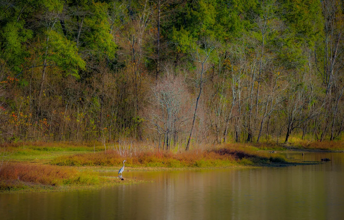 Photo wallpaper autumn, forest, trees, lake, pond, bird
