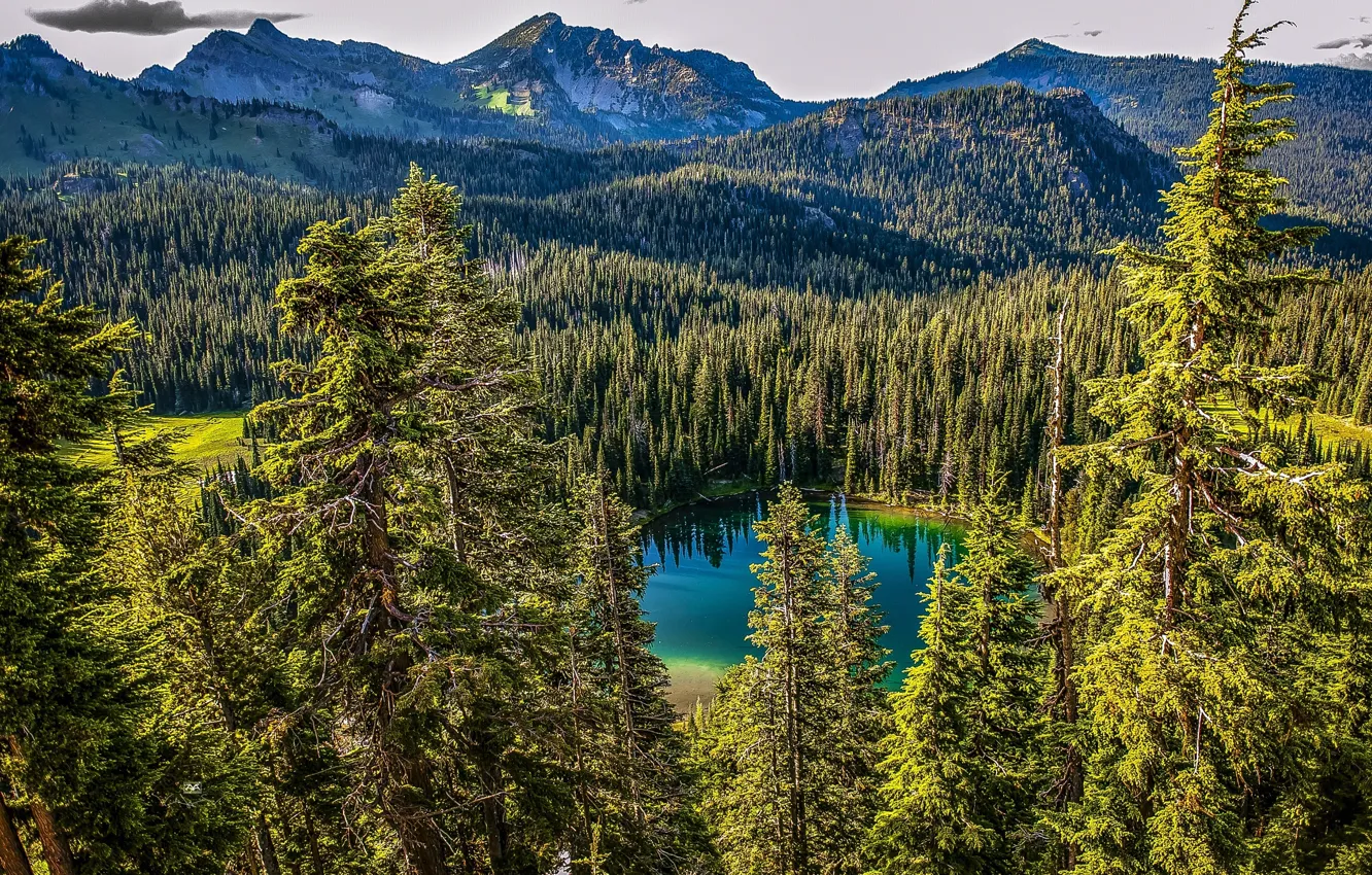 Photo wallpaper forest, trees, mountains, lake