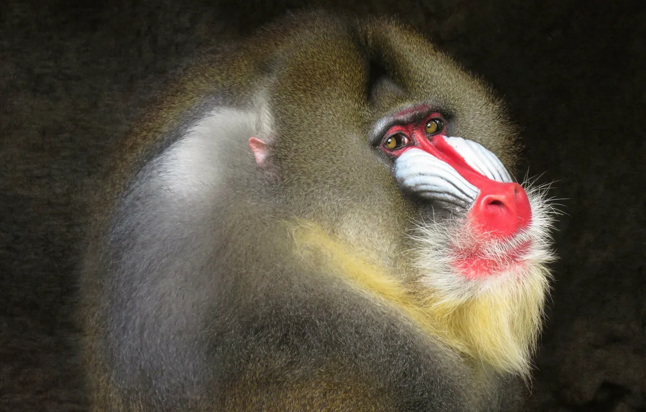 Photo wallpaper look, face, background, portrait, treatment, monkey, mandrill