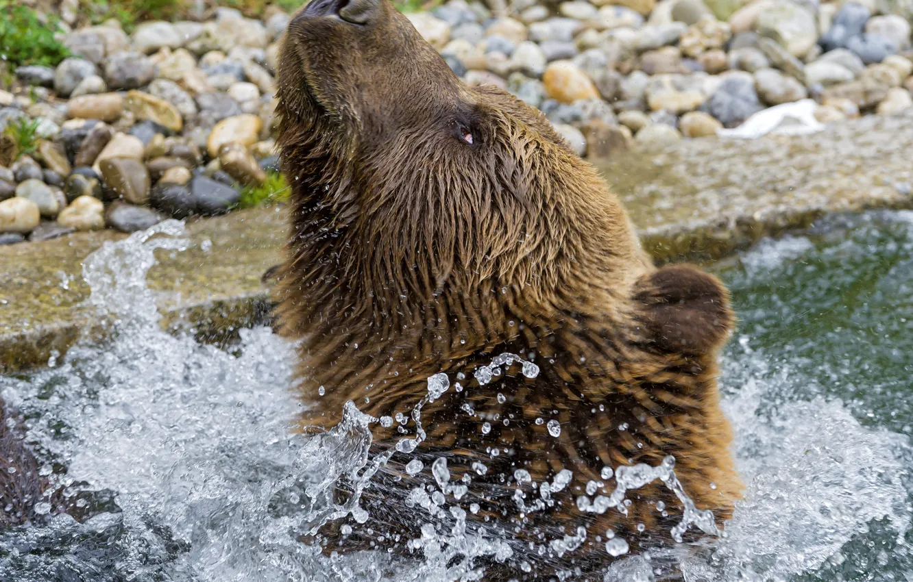 Photo wallpaper face, wet, predator, bear, bathing