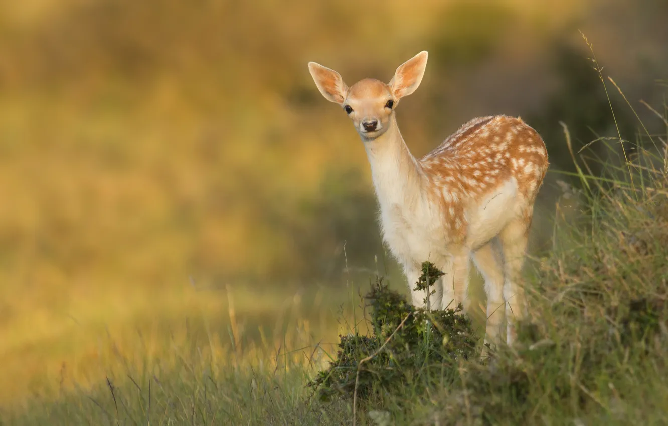 Photo wallpaper fawn, white-tailed deer, nature, Bambi, deer