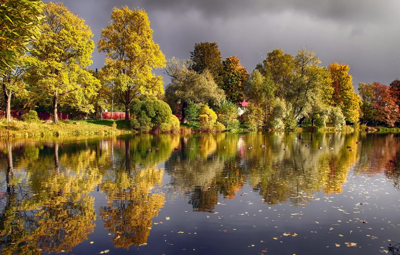 Photo wallpaper autumn, pond, duck, Voeikovo