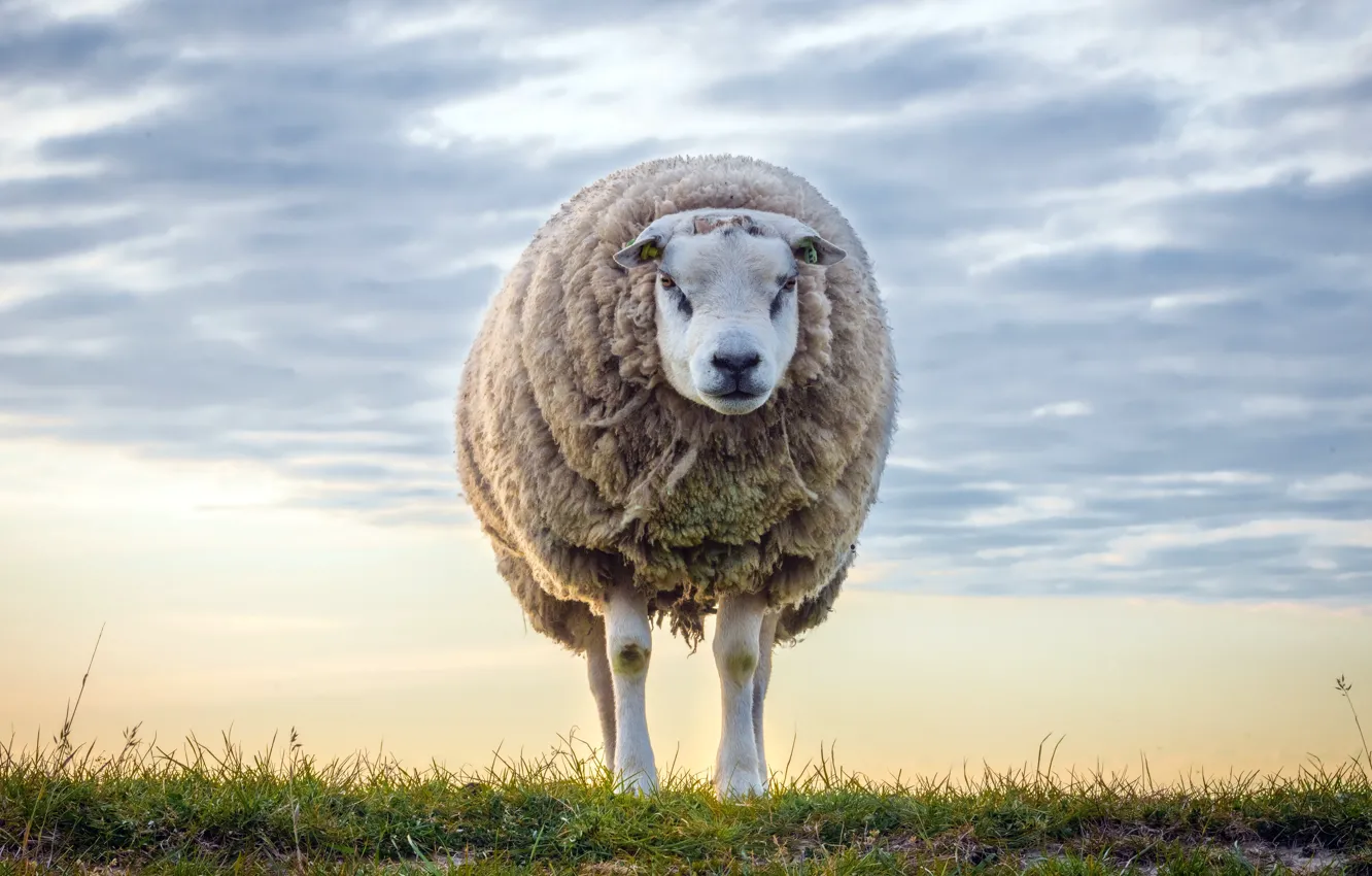 Photo wallpaper the sky, nature, sheep
