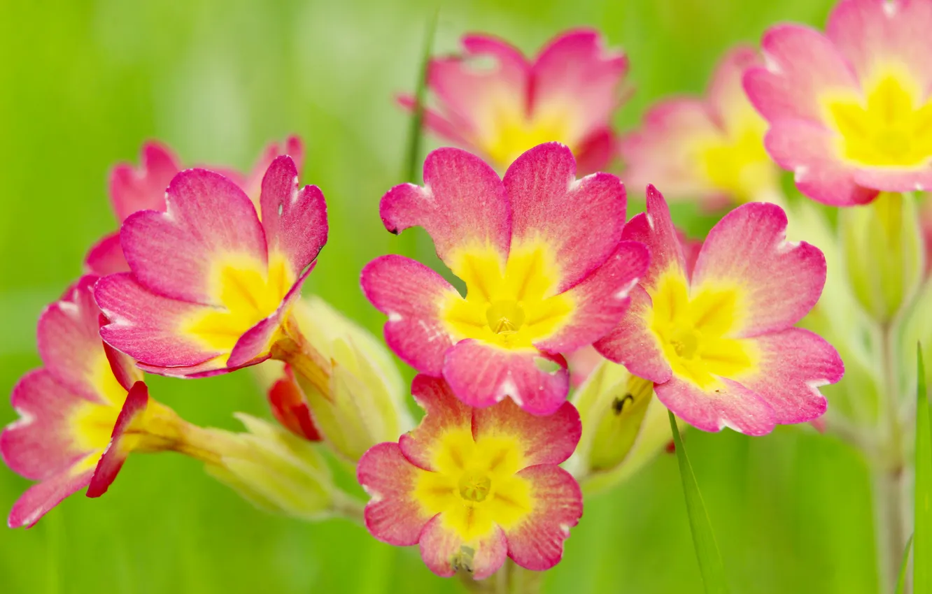 Photo wallpaper flowers, color, primroses