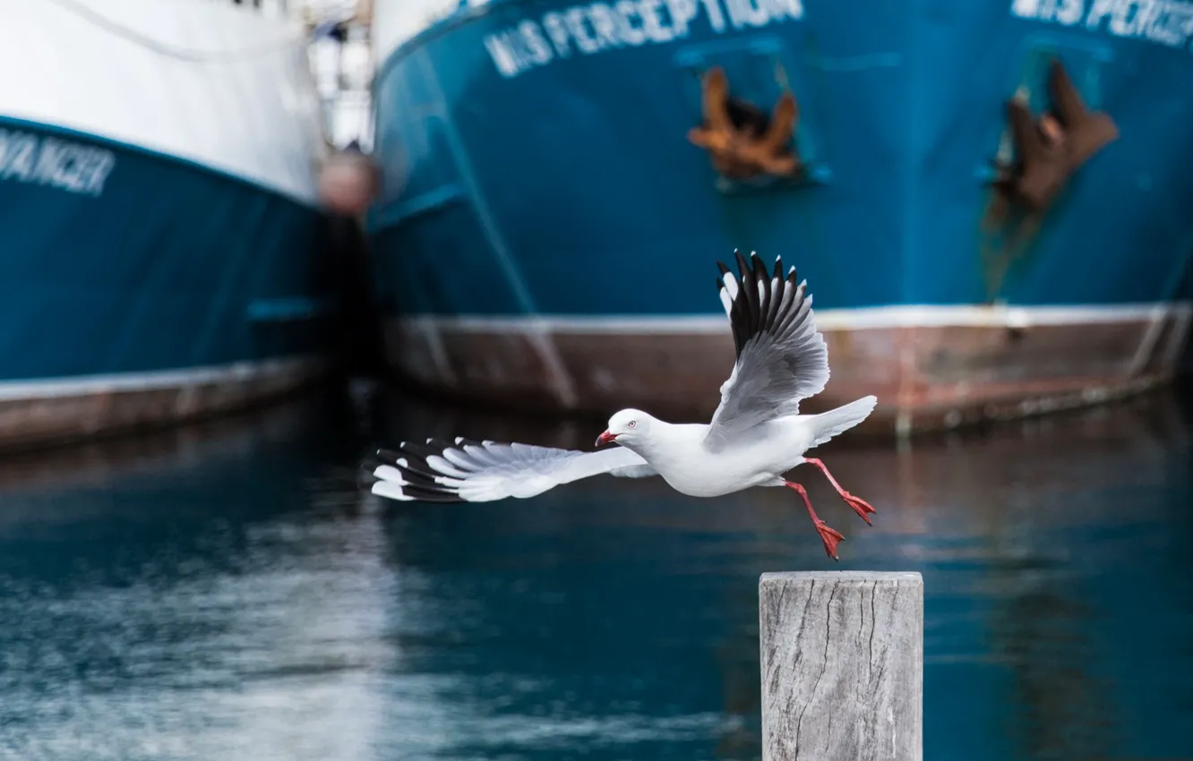 Photo wallpaper bird, ship, seagulls, port