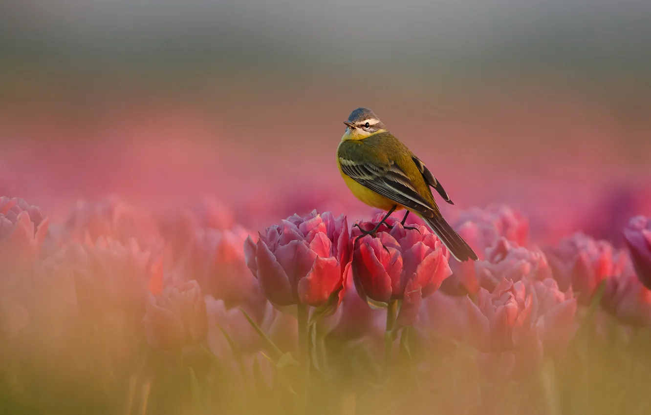 Photo wallpaper flowers, bird, blur, spring, tulips, pink, blur, yellow Wagtail