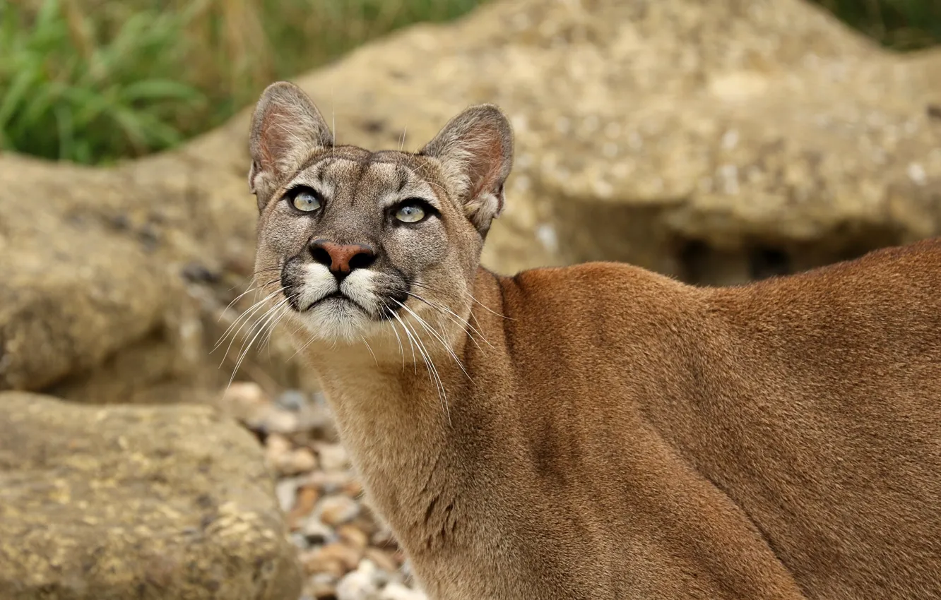 Photo wallpaper face, predator, Puma, wild cat, looks, Cougar, look up