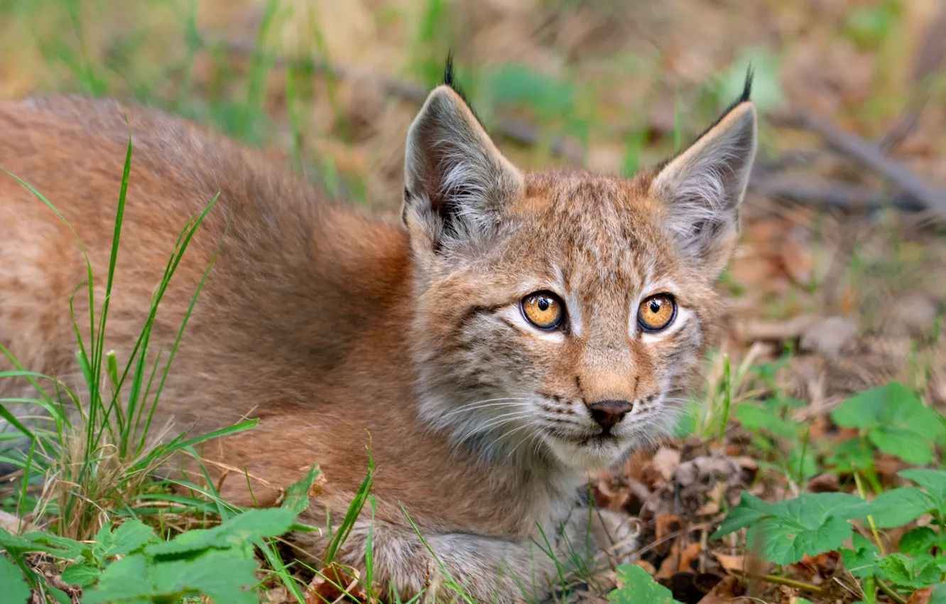 Photo wallpaper cat, grass, look, portrait, baby, lynx, face, a small lynx