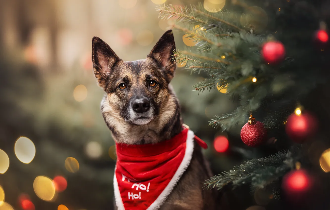 Photo wallpaper look, face, glare, tree, new year, dog, sharikm