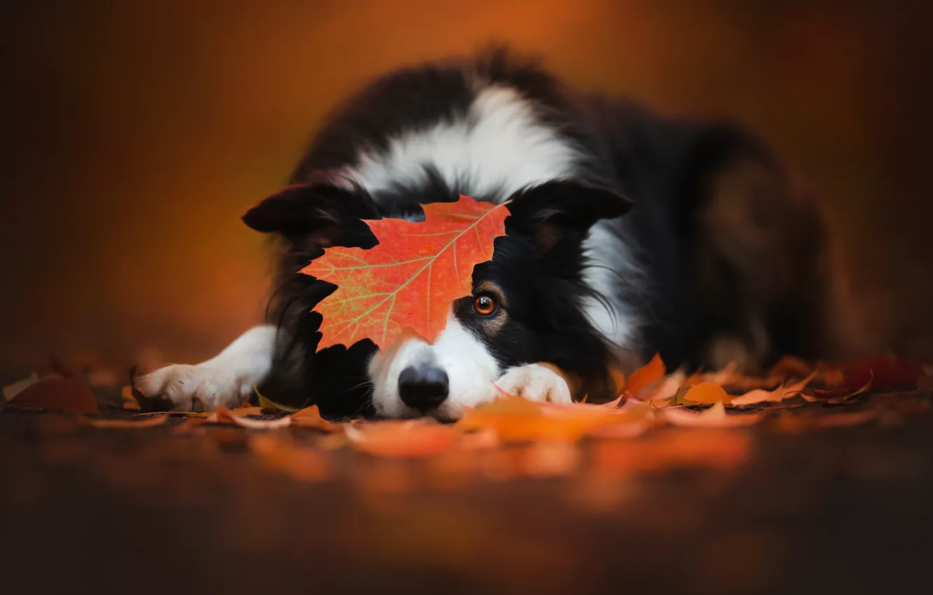 Photo wallpaper autumn, leaf, dog, the border collie