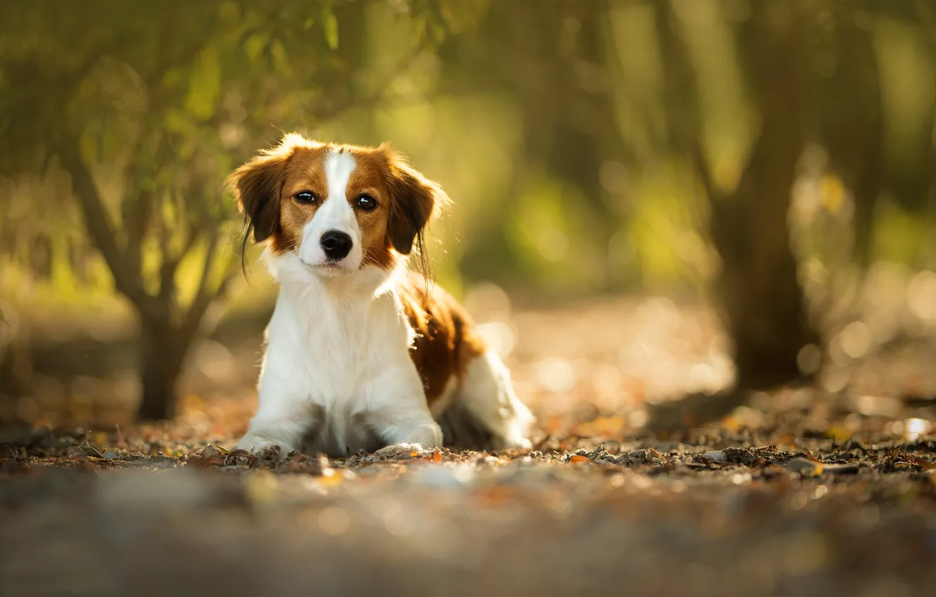 Photo wallpaper look, dog, bokeh