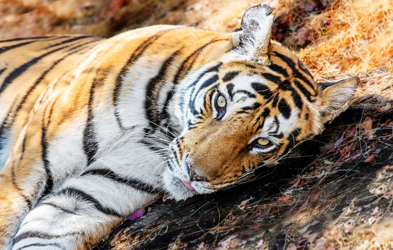 Photo wallpaper look, face, light, tiger, slope, lies