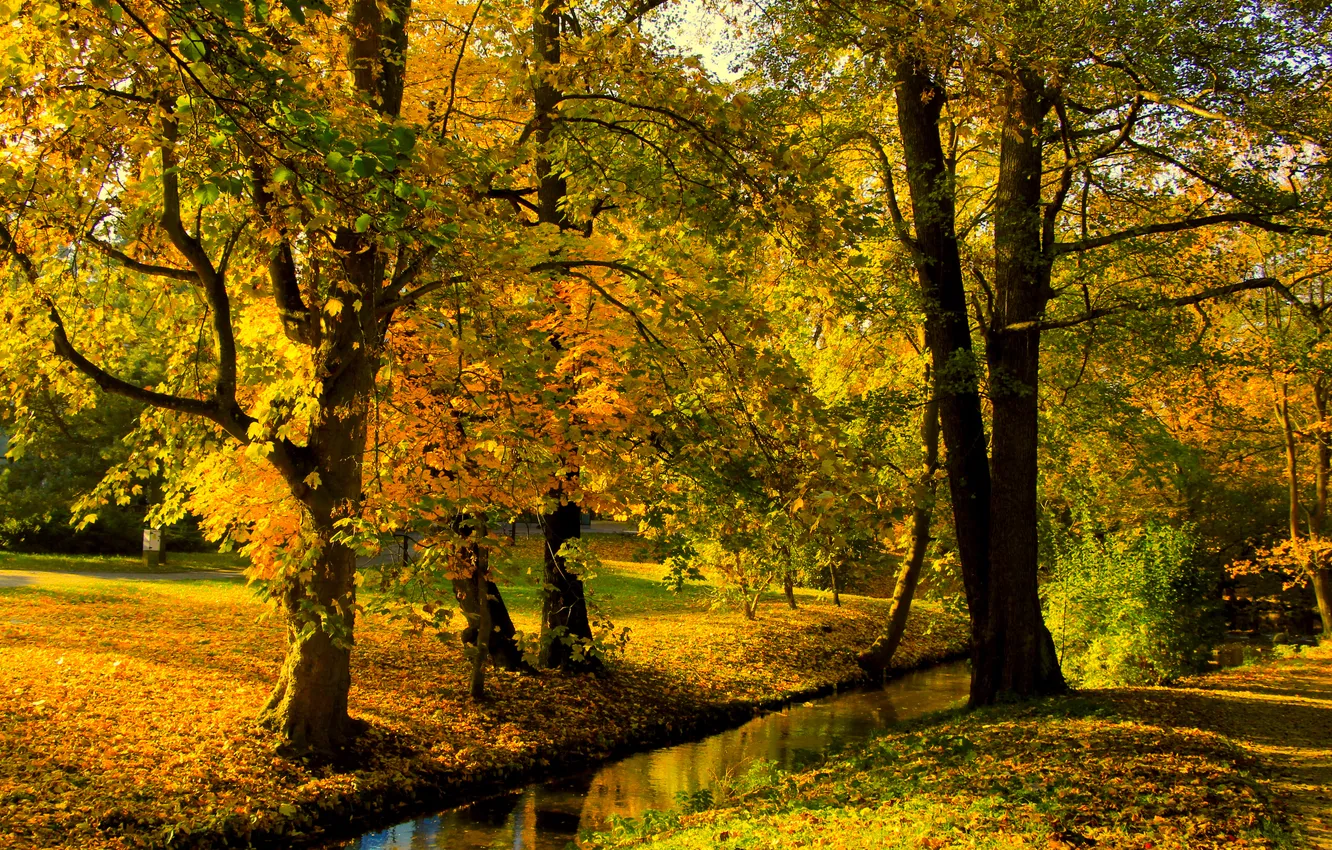 Photo wallpaper trees, park, autumn, fall
