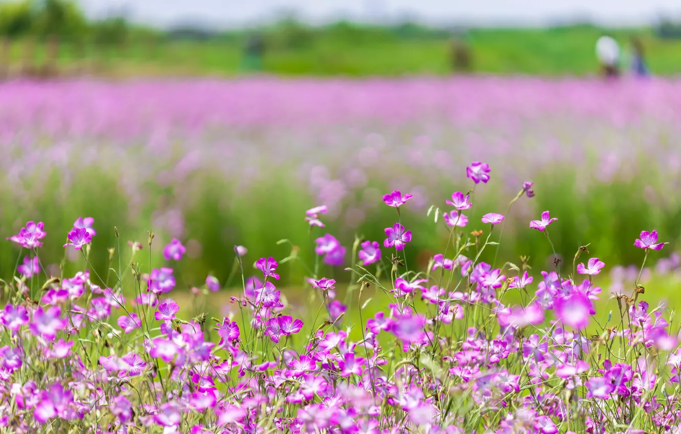 Photo wallpaper field, flowers, glade, pink, field, meadow, bokeh, Meadow geranium