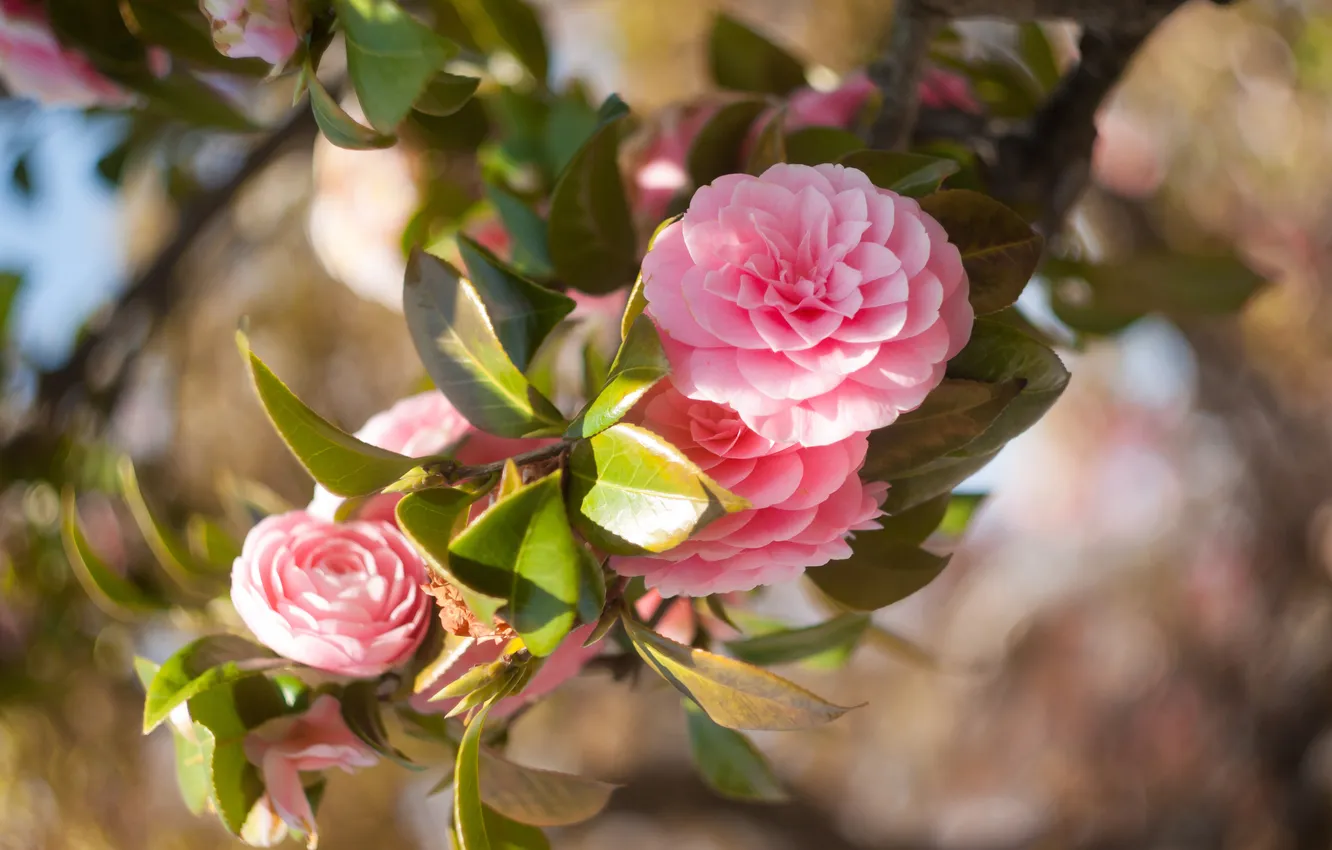Photo wallpaper leaves, light, flowers, branches, blur, spring, garden, pink